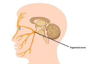 Diagram over trigeminusnerven