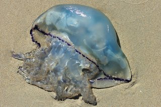 En vandmand vandet op på stranden