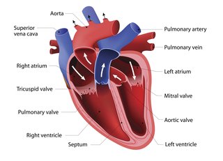 Hjertediagram