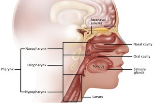 Diagram, der viser nasopharynx