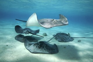 Fem stingrays svømmer i havet