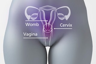 Livmoderhalsen er mellem skeden og livmoderen